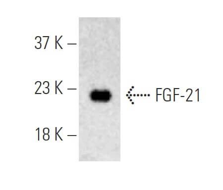 FGF 21 Antibody A 4 SCBT Santa Cruz Biotechnology