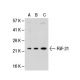 FGF-21 Antibody (Y-16) - Western Blotting - Image 30058