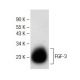 FGF-3 Antibody (B-2) - Western Blotting - Image 141539