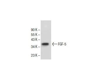 western blotting image from recommended FGF-5 (F-11) monoclonal antibody replacement. Image 154928
