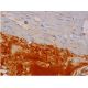 FGF-6 Antibody (B-12) - Immunohistochemistry - Image 286458 