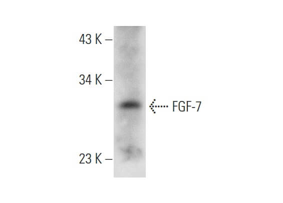 FGF 7 Antibody A 9 SCBT Santa Cruz Biotechnology