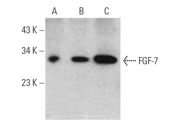 FGF 7 Antibody A 9 SCBT Santa Cruz Biotechnology