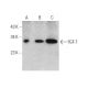 FGF-7 Antibody (A-9) - Western Blotting - Image 346632 