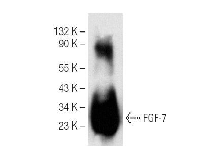 FGF 7 Antibody F 9 SCBT Santa Cruz Biotechnology