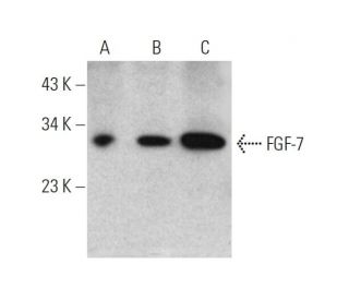 western blotting image from recommended FGF-7 (A-9) monoclonal antibody replacement. Image 346632