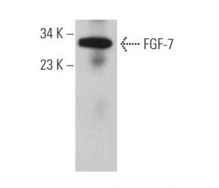 FGF-7 Antibody (A-9) - Western Blotting - Image 361840
