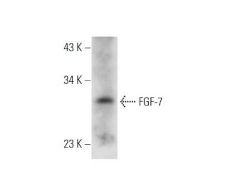 FGF-7 Antibody (A-9) - Western Blotting - Image 333716