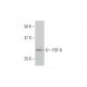 FGF-8 Antibody (2A10) - Western Blotting - Image 352111