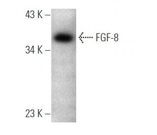 FGF-8 Antibody (2A10) - Western Blotting - Image 368233 