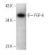FGF-8 Antibody (2A10) - Western Blotting - Image 368233 
