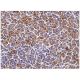 FGF-9 Antibody (D-8) - Immunohistochemistry - Image 156685