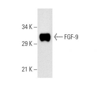 FGF-9 Antibody (D-8) - Western Blotting - Image 2439 