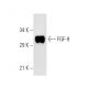FGF-9 Antibody (D-8) - Western Blotting - Image 2439 