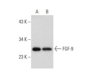 FGF-9 Antibody (A-4) - Western Blotting - Image 305848