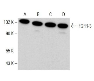 western blotting image from recommended FGFR-3 (E-7) monoclonal antibody replacement. Image 380591