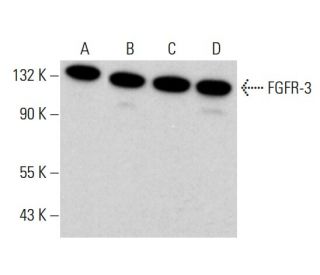 FGFR-3 Antibody (E-7) | SCBT - Santa Cruz Biotechnology