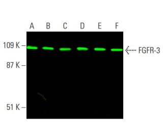 FGFR-3 Antibody (E-7) - Western Blotting - Image 384875