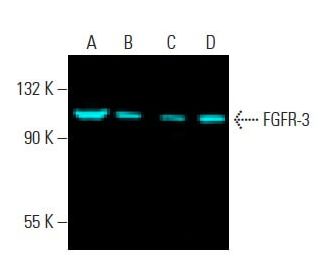 anti human fgfr3 antibody cross reactivity