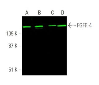 FGFR-4 Antibody (A-10) - Western Blotting - Image 375688 