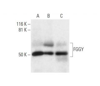 FGGY Antibody (C-9) - Western Blotting - Image 295743 