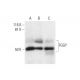 FGGY Antibody (C-9) - Western Blotting - Image 295743 
