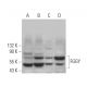 FGGY Antibody (C-9) - Western Blotting - Image 369924 
