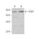 FGGY Antibody (C-9) - Western Blotting - Image 383964