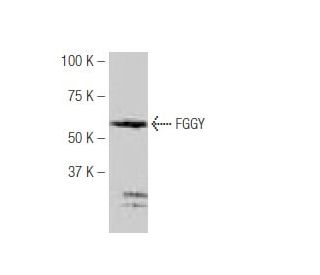 FGGY Antibody (J-5) - Western Blotting - Image 53957