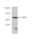 FGGY Antibody (J-5) - Western Blotting - Image 53957