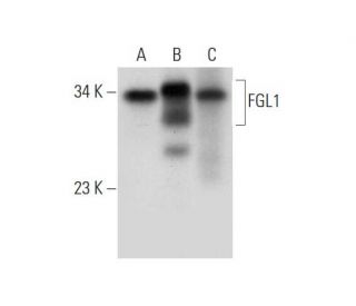 FGL1 Antibody (A-8) - Western Blotting - Image 314573 