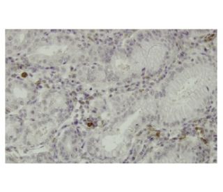 Fgl2 Antibody (4H5) - Immunohistochemistry - Image 35958 