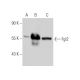 Fgl2 Antibody (4H5) - Western Blotting - Image 31917
