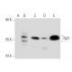 Fgl2 Antibody (4H5) - Western Blotting - Image 133976 