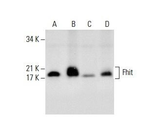 Fhit Antibody (G-4) - Western Blotting - Image 288495The Double Nickase Plasmid features a U6 promoter for sgRNA expression, a 20 nt targeting sequence, and a gRNA scaffold to guide Cas9n. It includes a CBh promoter for Cas9n (D10A) and puromycin resistance, GFP for transfection verification, and nuclear localization signals (NLS). The 2A peptide allows co-expression of Cas9n and Puro from a single promoter, enabling precise genome editing with reduced off-target effects.