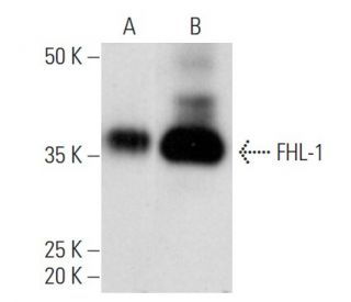 FHL-1 Antibody (H-4) - Western Blotting - Image 353722 