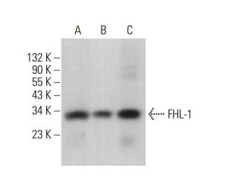 FHL-1 Antibody (H-4) - Western Blotting - Image 377705