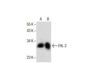 FHL-2 Antibody (A-6) - Western Blotting - Image 285969 