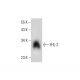 FHL-2 Antibody (E-8) - Western Blotting - Image 309700