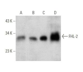 FHL-2 Antibody (E-8) - Western Blotting - Image 350858 