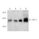 FHL-2 Antibody (E-8) - Western Blotting - Image 350858 
