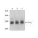 FHL-2 Antibody (E-8) - Western Blotting - Image 381467 