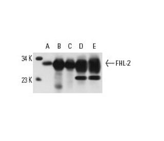 FHL-2 Antibody (F4B2-B11) - Western Blotting - Image 13919 