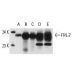 FHL-2 Antibody (F4B2-B11) - Western Blotting - Image 13919 