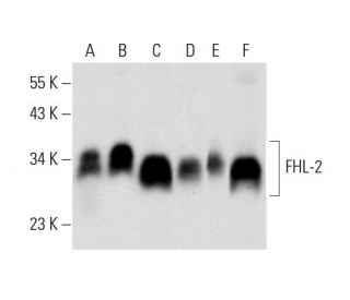 FHL-2 Antibody (F-1) - Western Blotting - Image 296011