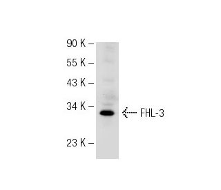 FHL-3 Antibody (B-2) - Western Blotting - Image 126378 