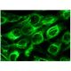 FHL-4 Antibody (D-10) - Immunofluorescence - Image 142956