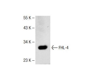 FHL-4 Antibody (D-10) - Western Blotting - Image 141545 