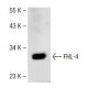 FHL-4 Antibody (D-10) - Western Blotting - Image 141545 