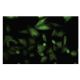 FHL-5 Antibody (F-26) - Immunofluorescence - Image 35774